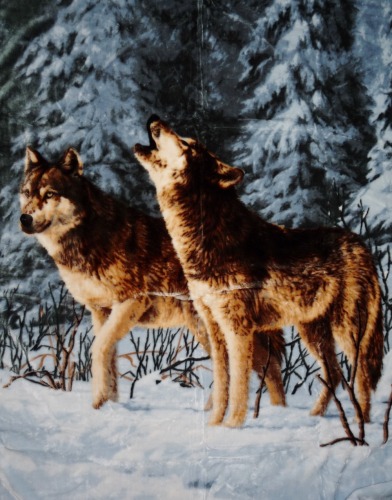 Wolf / Winterwolf